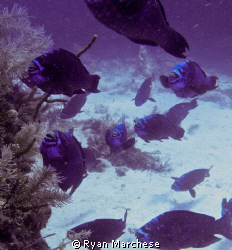The Swarm- Midnight parrotfish grazing on French Reef by Ryan Marchese 